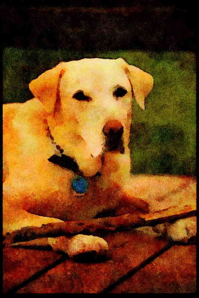 771089 A Yellow Labrador, Always Ready To Retrieve A Stick A4 Limited Edition Watercolour Print