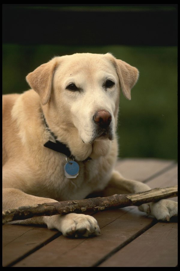771089 A Yellow Labrador, Always Ready To Retrieve A Stick A4 Photo Print