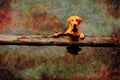 771090 A Yellow Labrador In Its Element, The Water A4 Limited Edition Watercolour Print