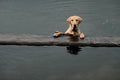 771090 A Yellow Labrador In Its Element, The Water A4 Photo Print