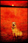 771091 Yellow Labrador In The Ottawa River At Sunset A4 Limited Edition Watercolour Print