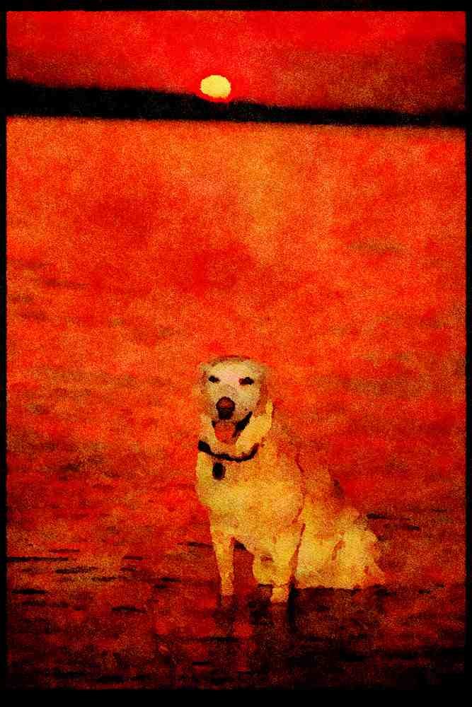 771091 Yellow Labrador In The Ottawa River At Sunset A4 Limited Edition Watercolour Print