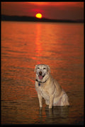 771091 Yellow Labrador In The Ottawa River At Sunset A4 Photo Print