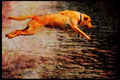 771092 A Yellow Labrador In Full Flight A4 Limited Edition Watercolour Print