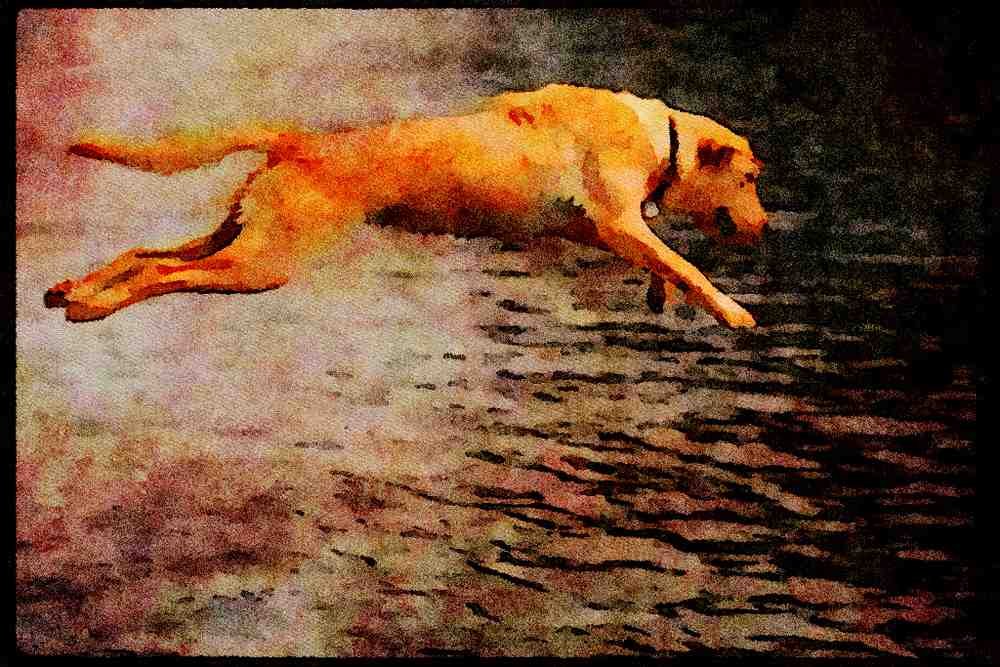 771092 A Yellow Labrador In Full Flight A4 Limited Edition Watercolour Print
