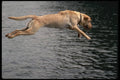 771092 A Yellow Labrador In Full Flight A4 Photo Print