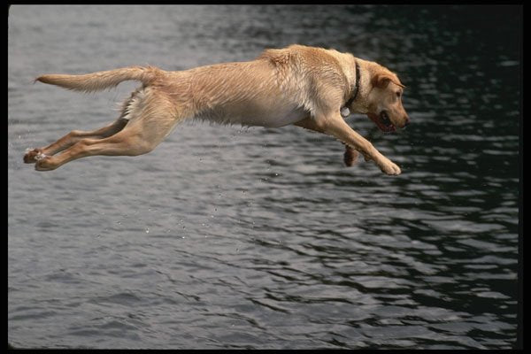 771092 A Yellow Labrador In Full Flight A4 Photo Print