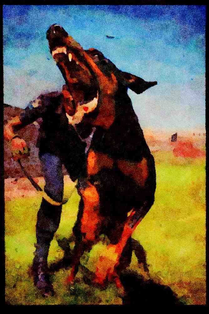 771093 Attacking Doberman Guard Dog, South Africa A4 Limited Edition Watercolour Print