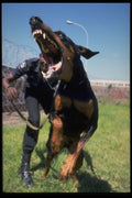 771093 Attacking Doberman Guard Dog, South Africa A4 Photo Print