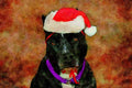 771094 Christmas Pit Bull A4 Limited Edition Watercolour Print