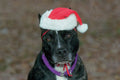 771094 Christmas Pit Bull A4 Photo Print