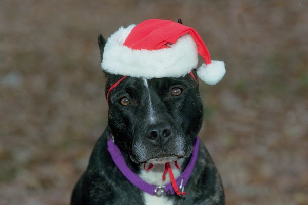 771094 Christmas Pit Bull A4 Photo Print