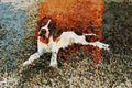 771095 Pointer Puppy A4 Limited Edition Watercolour Print