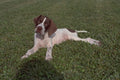 771095 Pointer Puppy A4 Photo Print