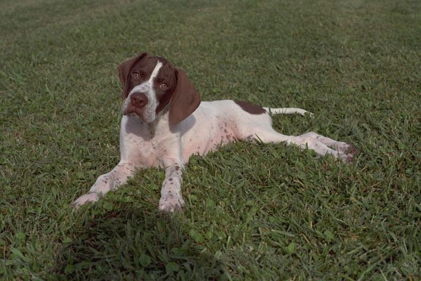 771095 Pointer Puppy A4 Photo Print