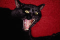 771096 Bran, Yawning Pet Cat Looking Like A Snarling Panther A4 Photo Print