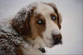 771097 Blue Eyes A4 Photo Print