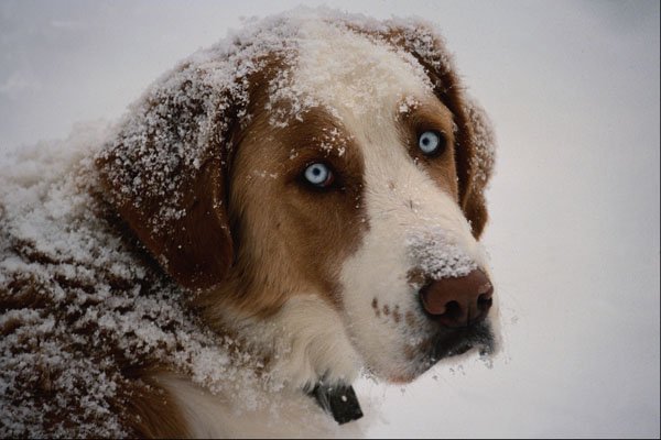 771097 Blue Eyes A4 Photo Print