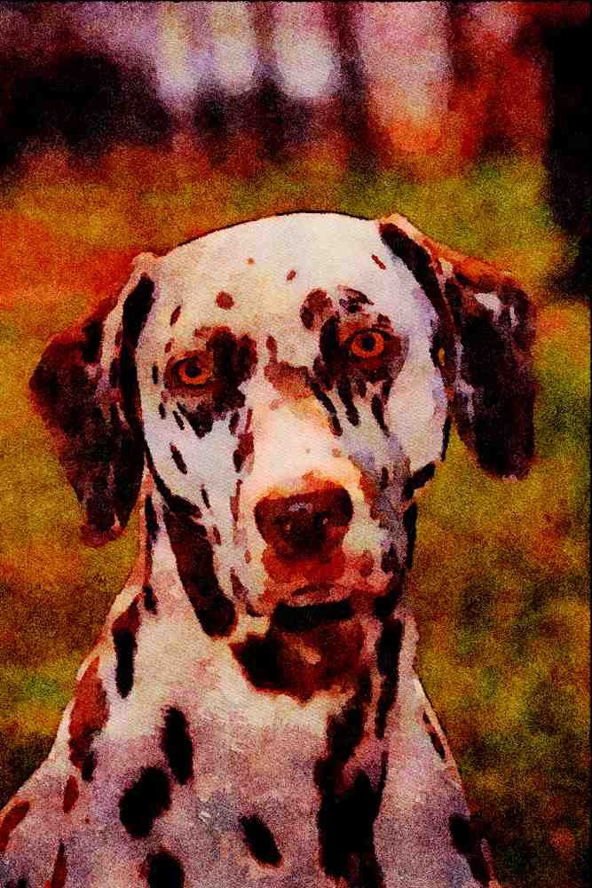 771098 Remy The Dalmatian A4 Limited Edition Watercolour Print
