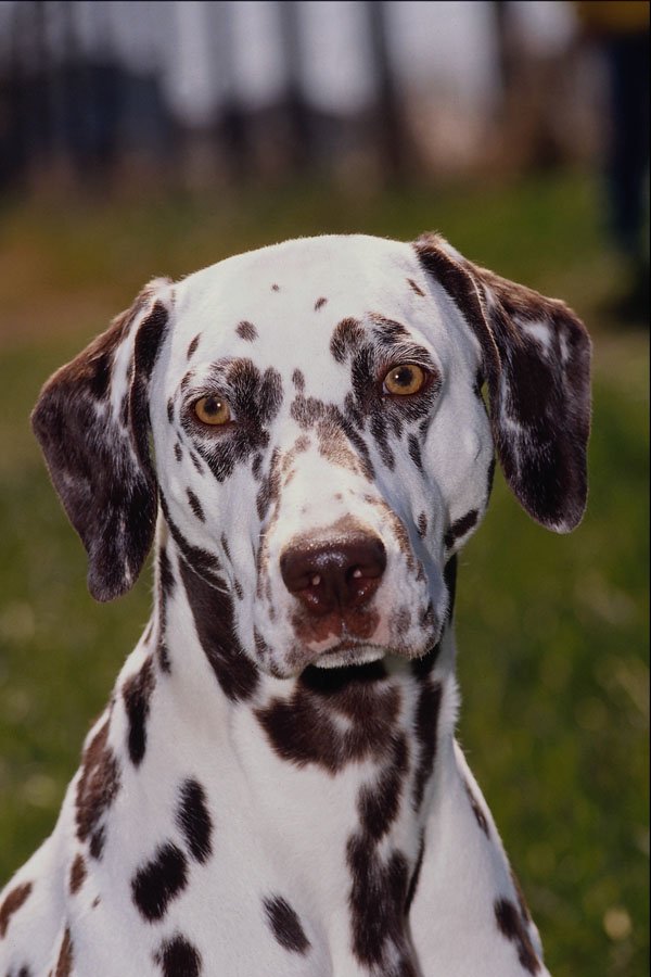 771098 Remy The Dalmatian A4 Photo Print