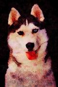771099 Siberian Husky A4 Limited Edition Watercolour Print