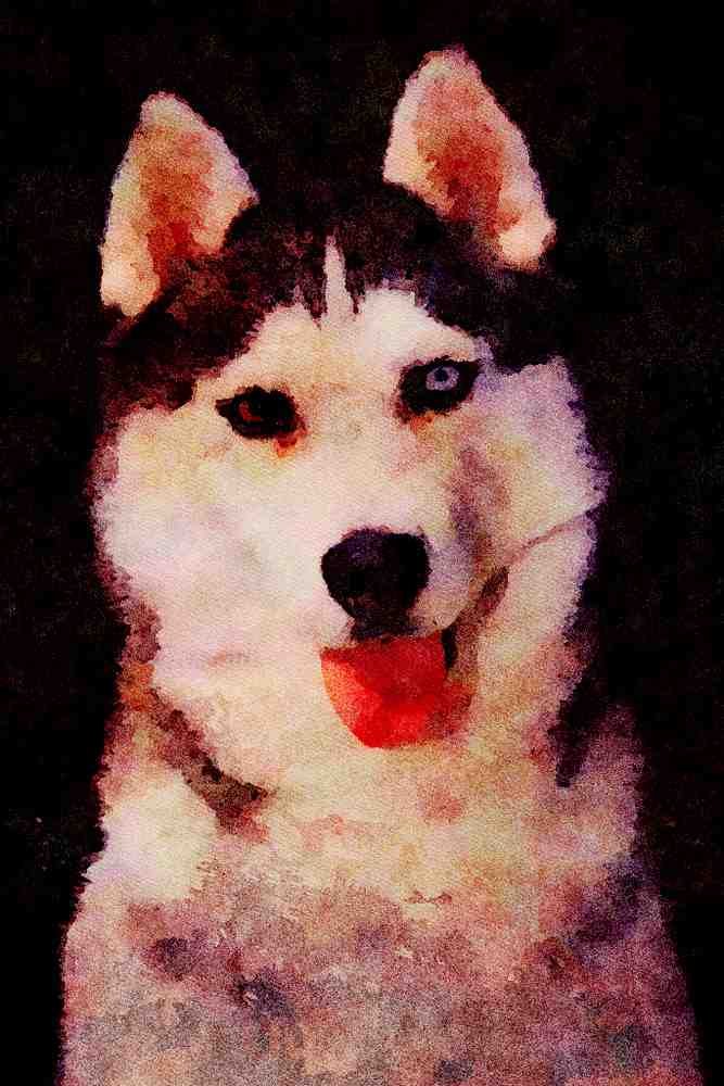771099 Siberian Husky A4 Limited Edition Watercolour Print