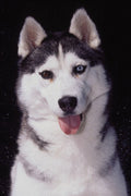 771099 Siberian Husky A4 Photo Print