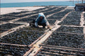 772001 Fishing Village, Drying Brown Seaweed A4 Photo Print