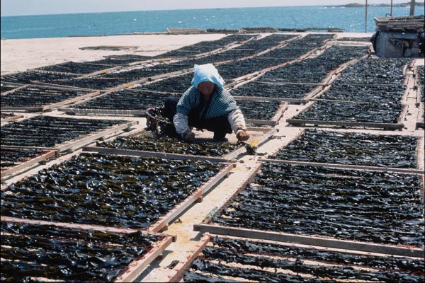772001 Fishing Village, Drying Brown Seaweed A4 Photo Print