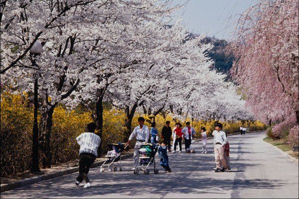 772023 Road Of Cherry Blossoms, Spring A4 Photo Print