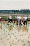 772041 Transplanting Young Rice Plants A4 Photo Print