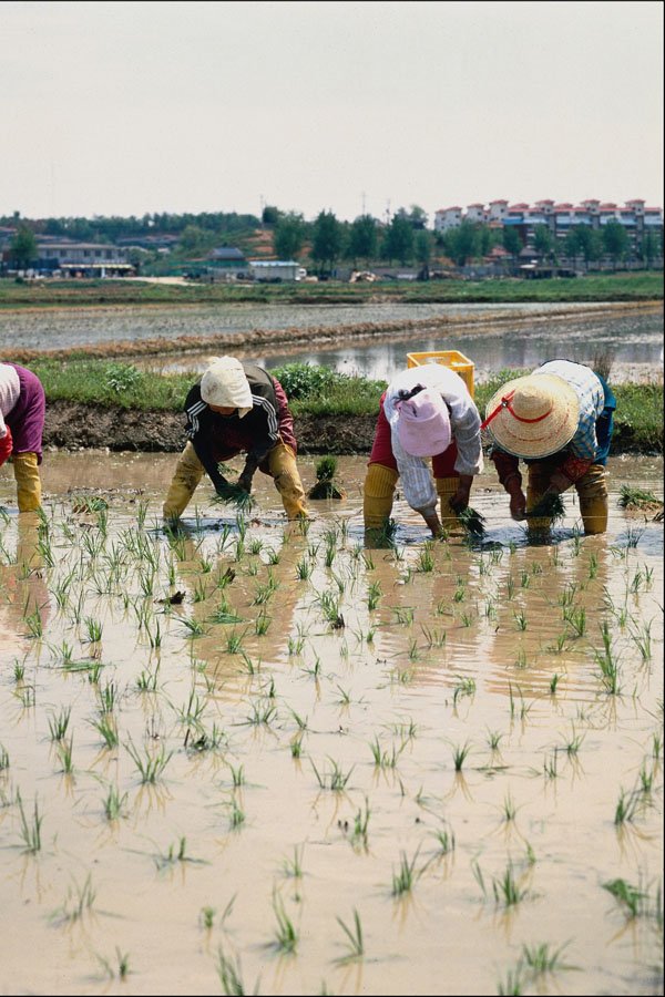 772041 Transplanting Young Rice Plants A4 Photo Print