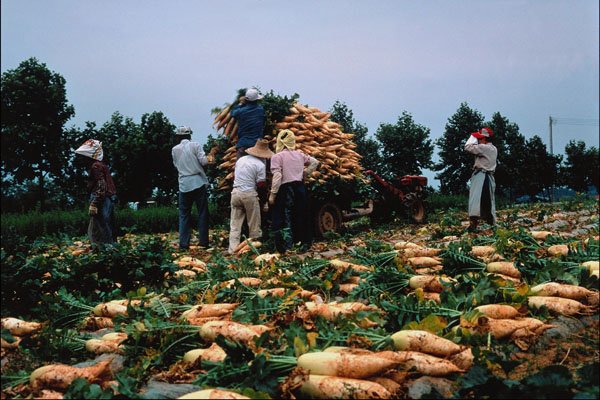 772043 Harvesting Of Radishes A4 Photo Print
