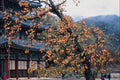 772048 Persimmons Tree, Fall A4 Photo Print