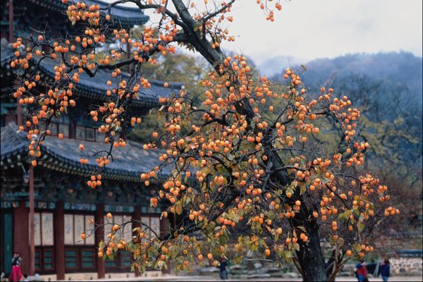 772048 Persimmons Tree, Fall A4 Photo Print