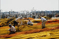 772050 Trimming Fishing Net A4 Photo Print