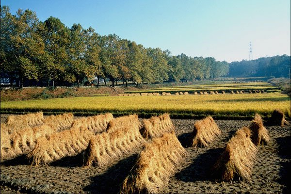 772052 Harvesting In Fall A4 Photo Print