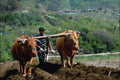 772056 Tilling The Fields A4 Photo Print