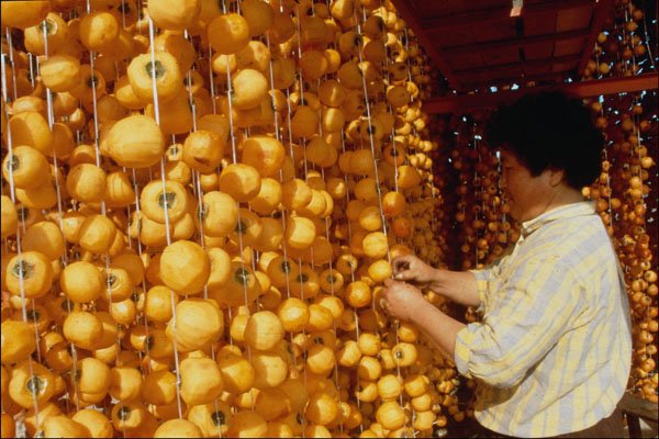 772079 Drying Persimmons A4 Photo Print