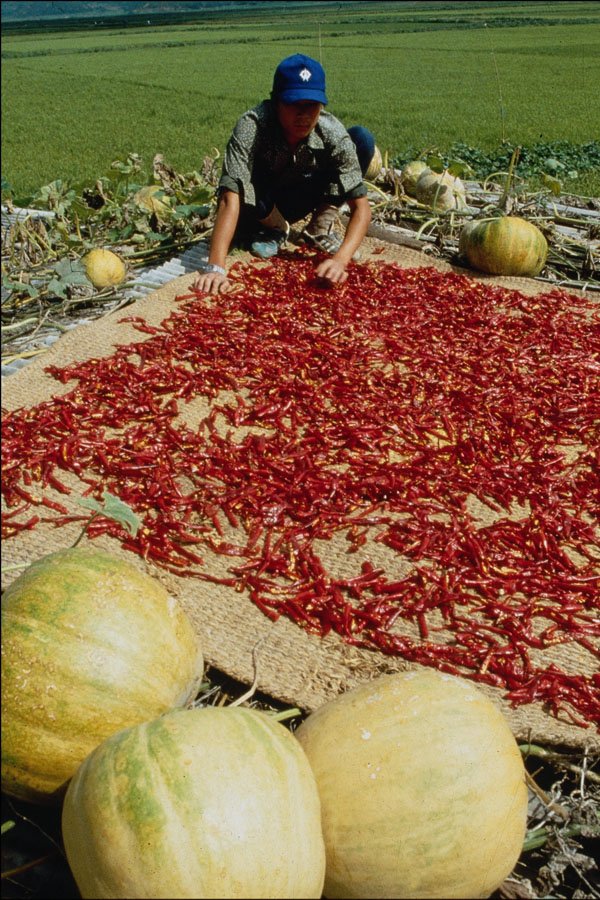 772080 Drying Red Peppers In Fall A4 Photo Print