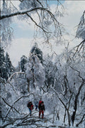 772081 Snow Covered Scene A4 Photo Print
