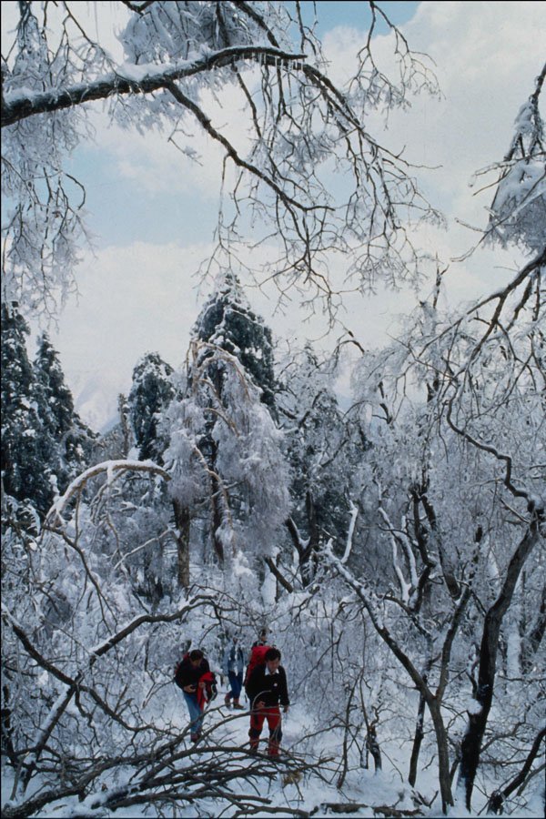772081 Snow Covered Scene A4 Photo Print