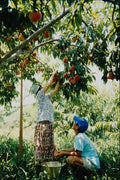 772088 Picking Apples A4 Photo Print