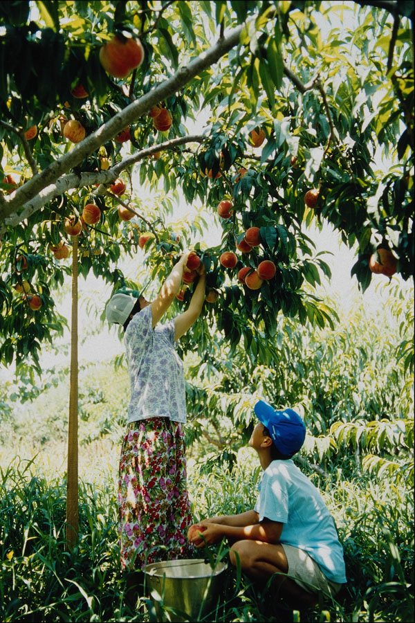 772088 Picking Apples A4 Photo Print