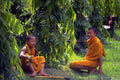 776059 Two Young Buddhist Priests, Chiang Mai, Thailand A4 Photo Print