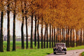 778041 1951 Citroen 15CV A4 Photo Print