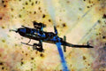 781048 Cobra AH 1S A4 Limited Edition Watercolour Print