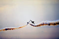 781082 Red Arrows, Hawks A4 Photo Print