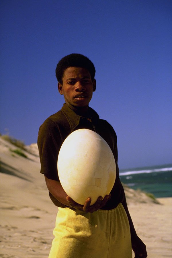 782046 Man With Aeropornis Egg, Largest Flying Bird In History A4 Photo Print