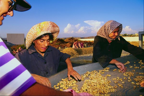 782057 Villagers Sorting Peanuts, Kourklia A4 Photo Print